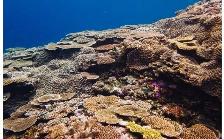 CORAL REEF AND ITS TYPES
