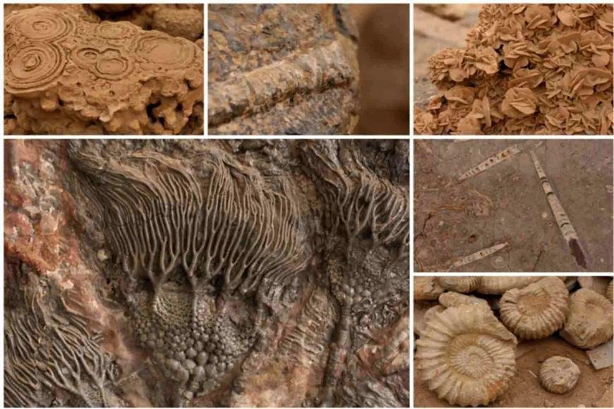 TYPES OF FOSSIL PRESERVATION