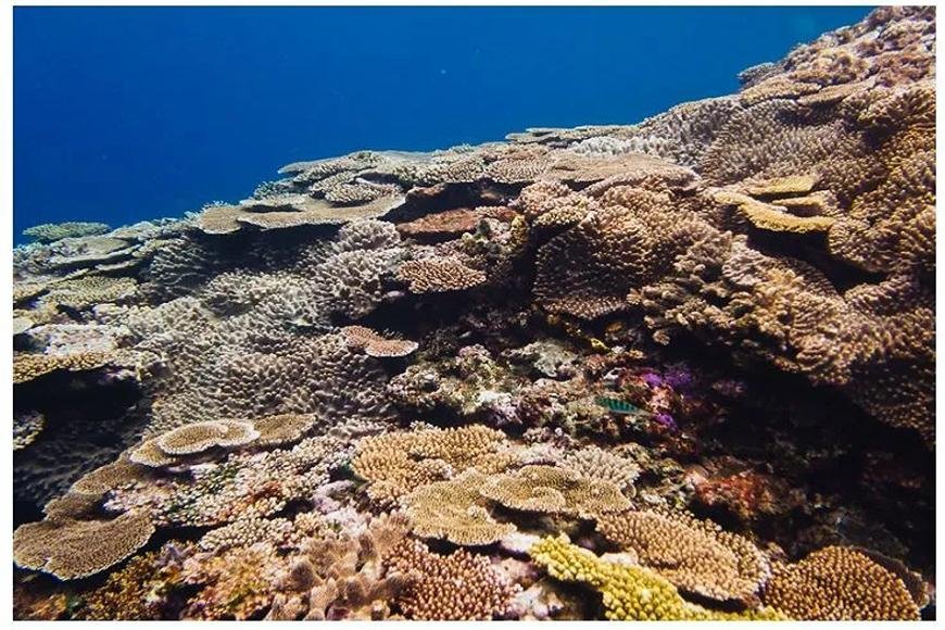 CORAL REEF AND ITS TYPES