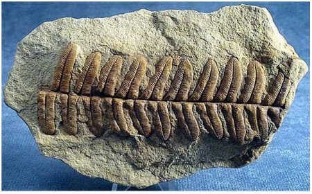 IMPORTANT PLANT FOSSILS IN INDIAN STRATIGRAPHY
