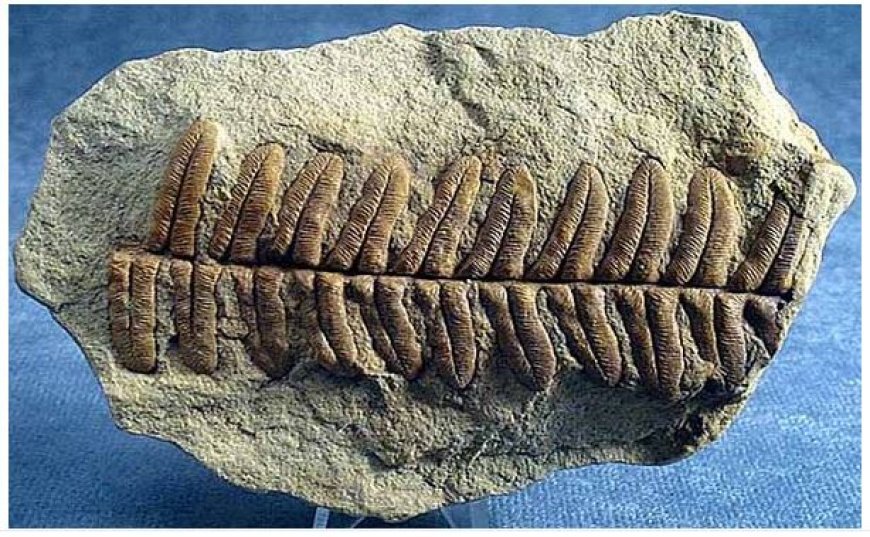 IMPORTANT PLANT FOSSILS IN INDIAN STRATIGRAPHY