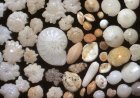 MICROFOSSILS