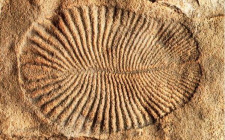 PRECAMBRIAN FOSSILS STROMATOLITES AND EDICARAN FAUNA