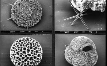 OXYGEN AND CARBON ISOTOPES STUDIES IN MICROFOSSILS AND THEIR UTILITY