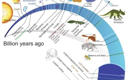 MECHANISM OF EVOLUTION