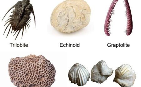 IMPORTANT INVERTEBRATE FOSSILS IN INDIAN STRATIGRAPHY