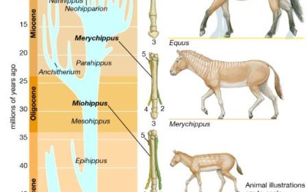 EVOLUTIONARY TRENDS OF HORSES