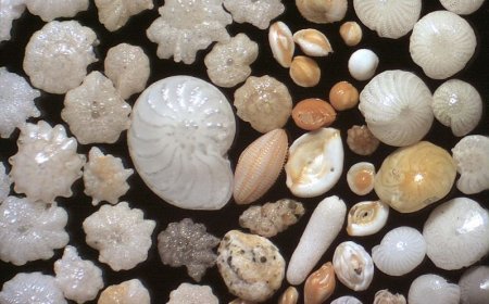 APPLICATIONS OF MICROFOSSILS IN ENVIRONMENTAL INTERPRETATION, PETROLEUM EXPLORATION, AND MARINE GEOLOGICAL STUDIES