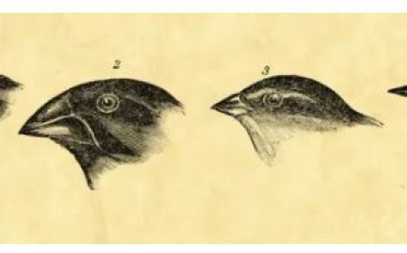 THEORIES OF EVOLUTION