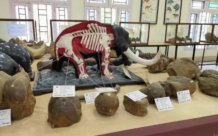 IMPORTANT INVERTEBRATE FOSSILS IN INDIAN STRATIGRAPHY