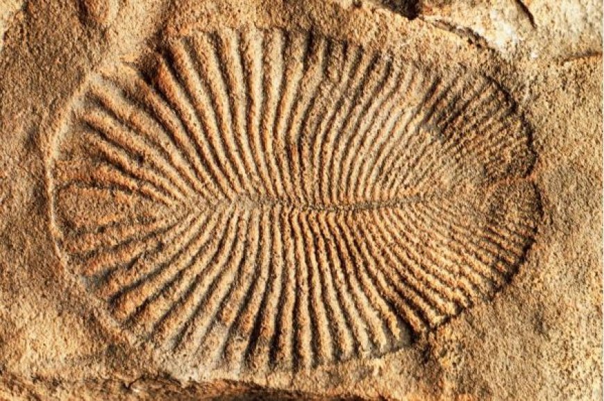 PRECAMBRIAN FOSSILS STROMATOLITES AND EDICARAN FAUNA