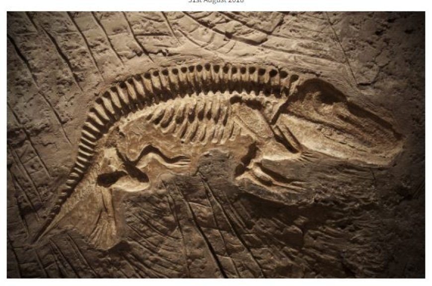 PALEONTOLOGY AND EVOLUTION