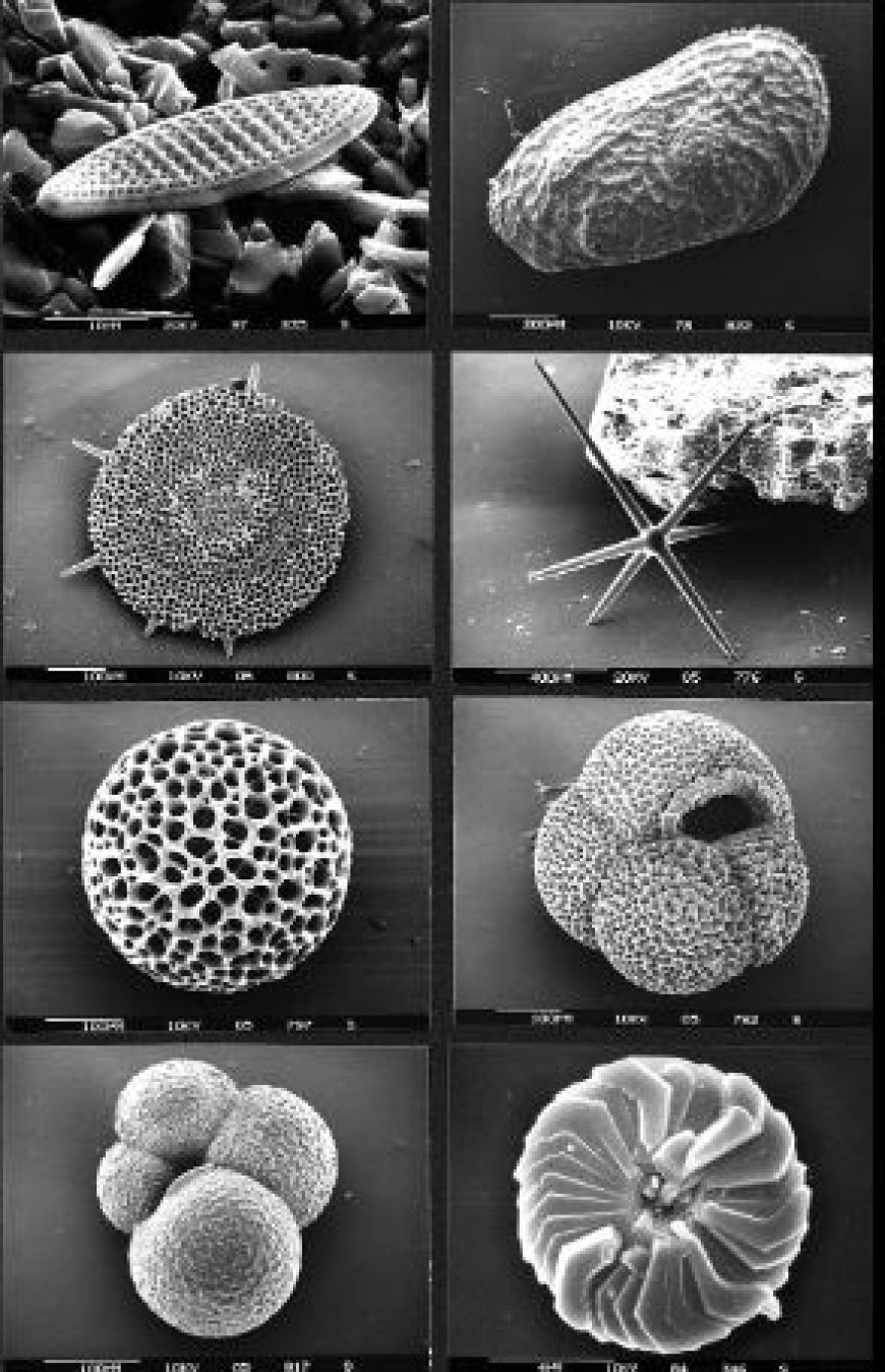 OXYGEN AND CARBON ISOTOPES STUDIES IN MICROFOSSILS AND THEIR UTILITY