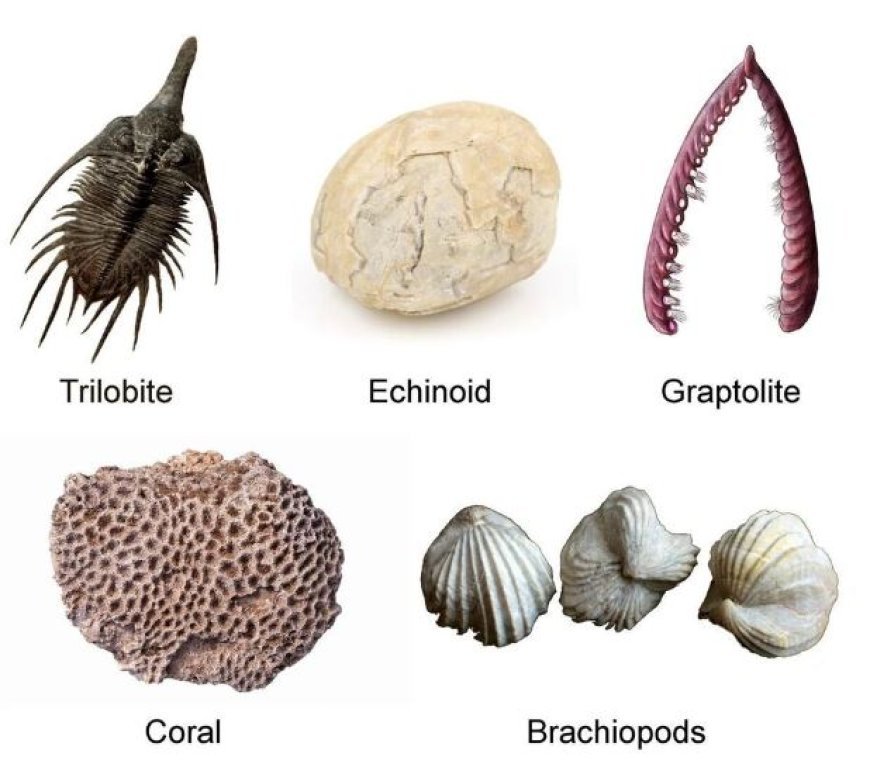 MORPHOLOGY, EVOLUTION, AND STRATIGRAPHIC IMPORTANCE OF CORALS, GRAPTOLITES, TRILOBITES, BRACHIOPODS, AND AMMONITES