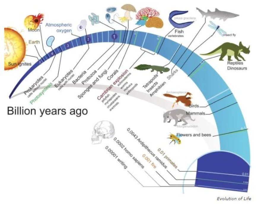 MECHANISM OF EVOLUTION