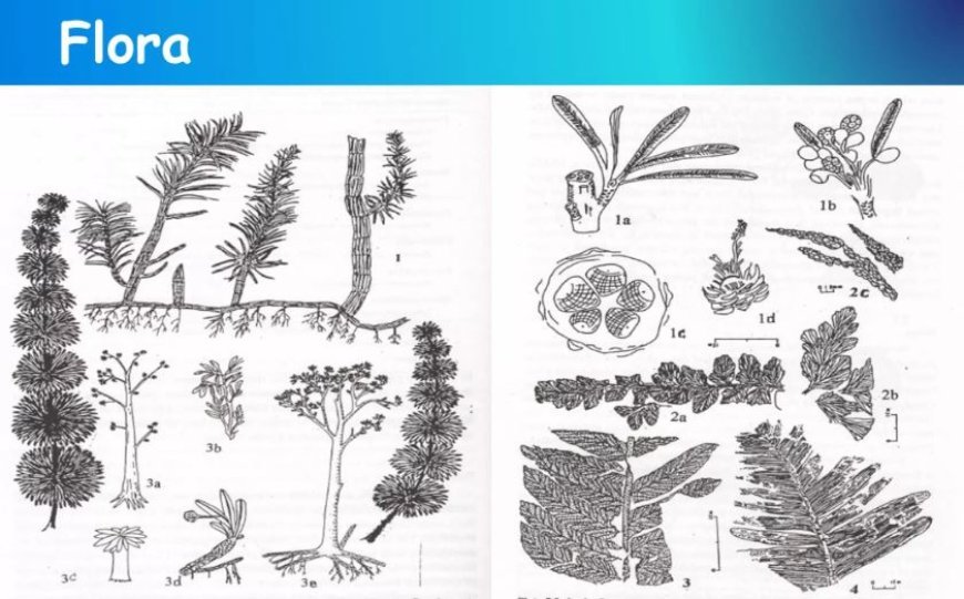 GONDWANA FLORA AND ITS STRATIGRAPHIC IMPORTANCE