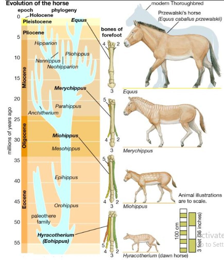 EVOLUTIONARY TRENDS OF HORSES