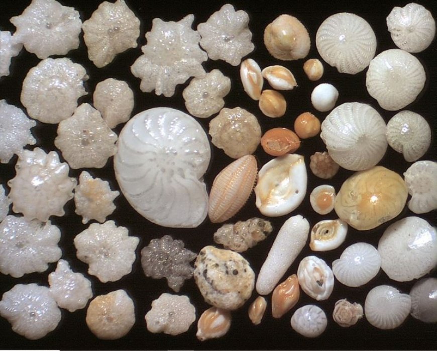 MICROFOSSILS