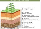 SOIL PROFILE AND HORIZONS
