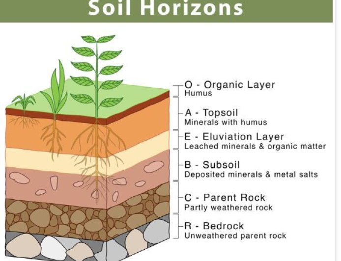 SOIL PROFILE AND HORIZONS