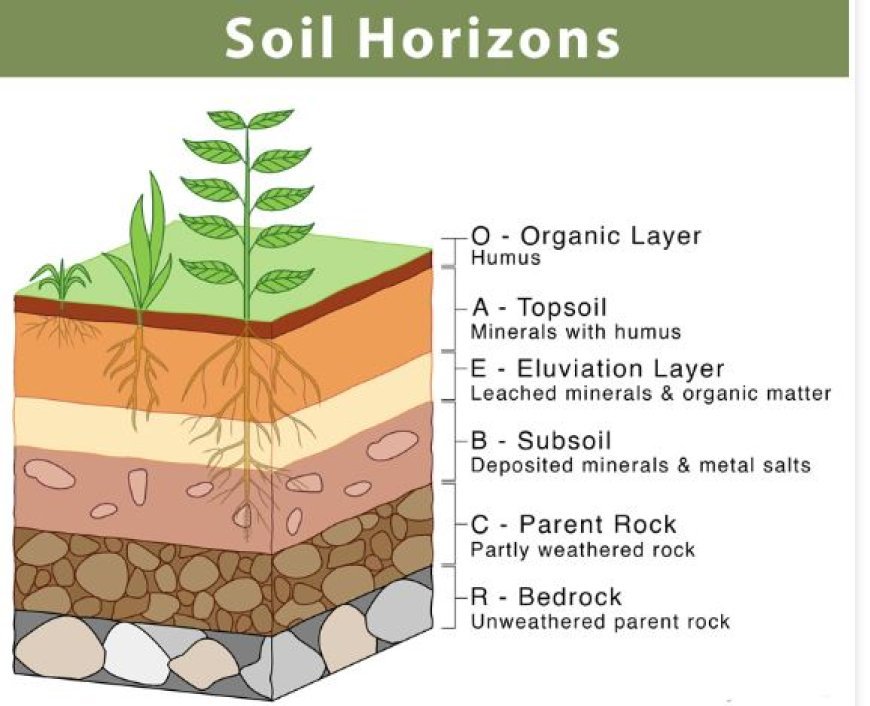 SOIL PROFILE AND HORIZONS